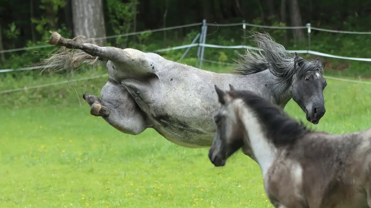 Best horse videos - These Funny And cute Horses are a must watch! P11