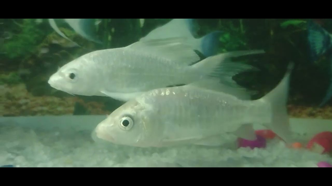 Beautiful Fishes Happy  #fishing #fishingequipment 