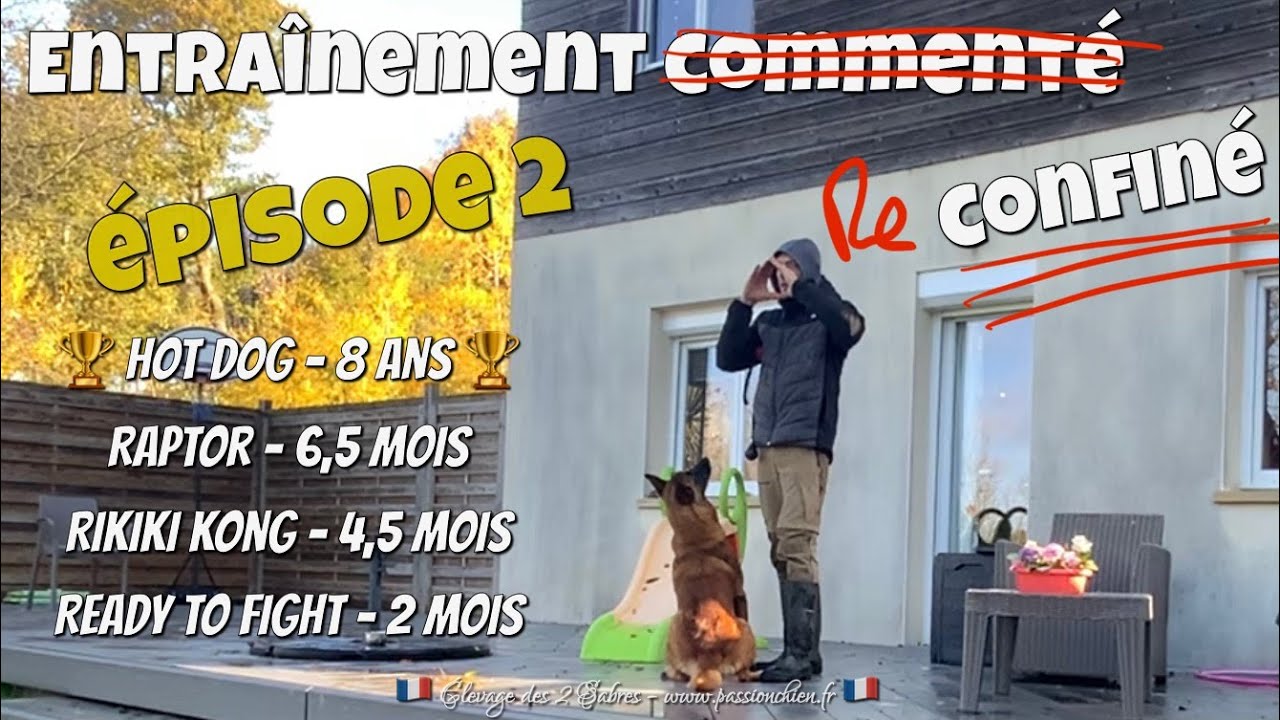Entraînements commentés épisode 2 : travailler ses chiens malinois pendant le confinement