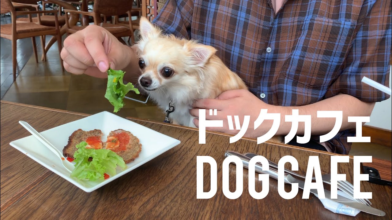 【ペット可】🐶本当は教えたくない！豊洲ららぽーとのドッグカフェLes deux Bleueでハンバーグ食べてみた。DOG CAFE