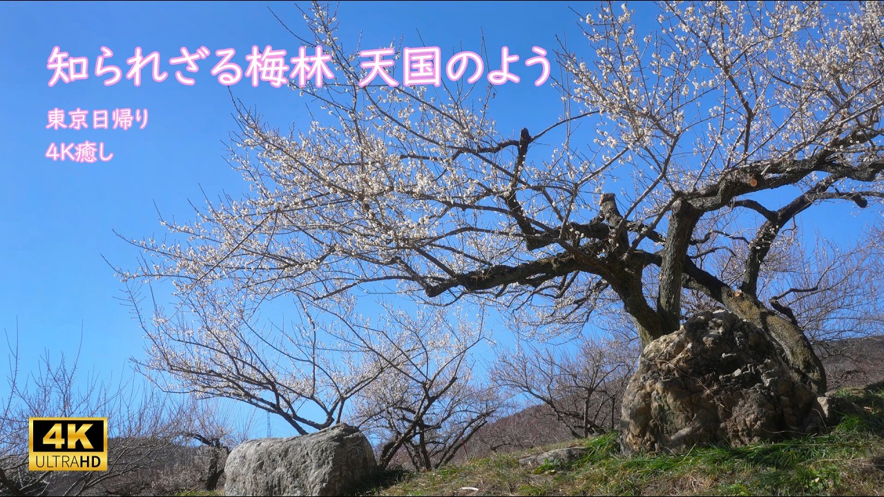 知られざる絶景🌸東京から日帰り💮越生の隠れ梅林＆レトロ町歩き🌿心が浄化される4K散策