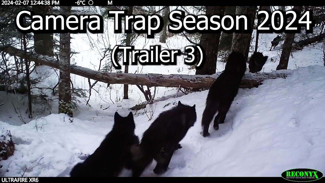 Camera Trap Season 2024 (Trailer 3)