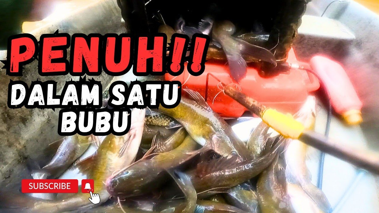 PECAH TONG HASIL BUBU IKAN BAUNG #vlog179#unlimitedhobby #unlimitedfishing 