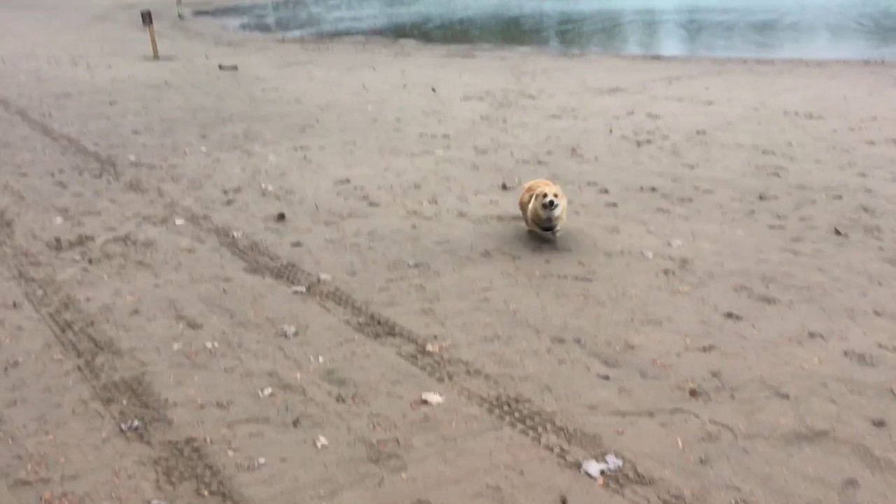 Corgi beach zoomies