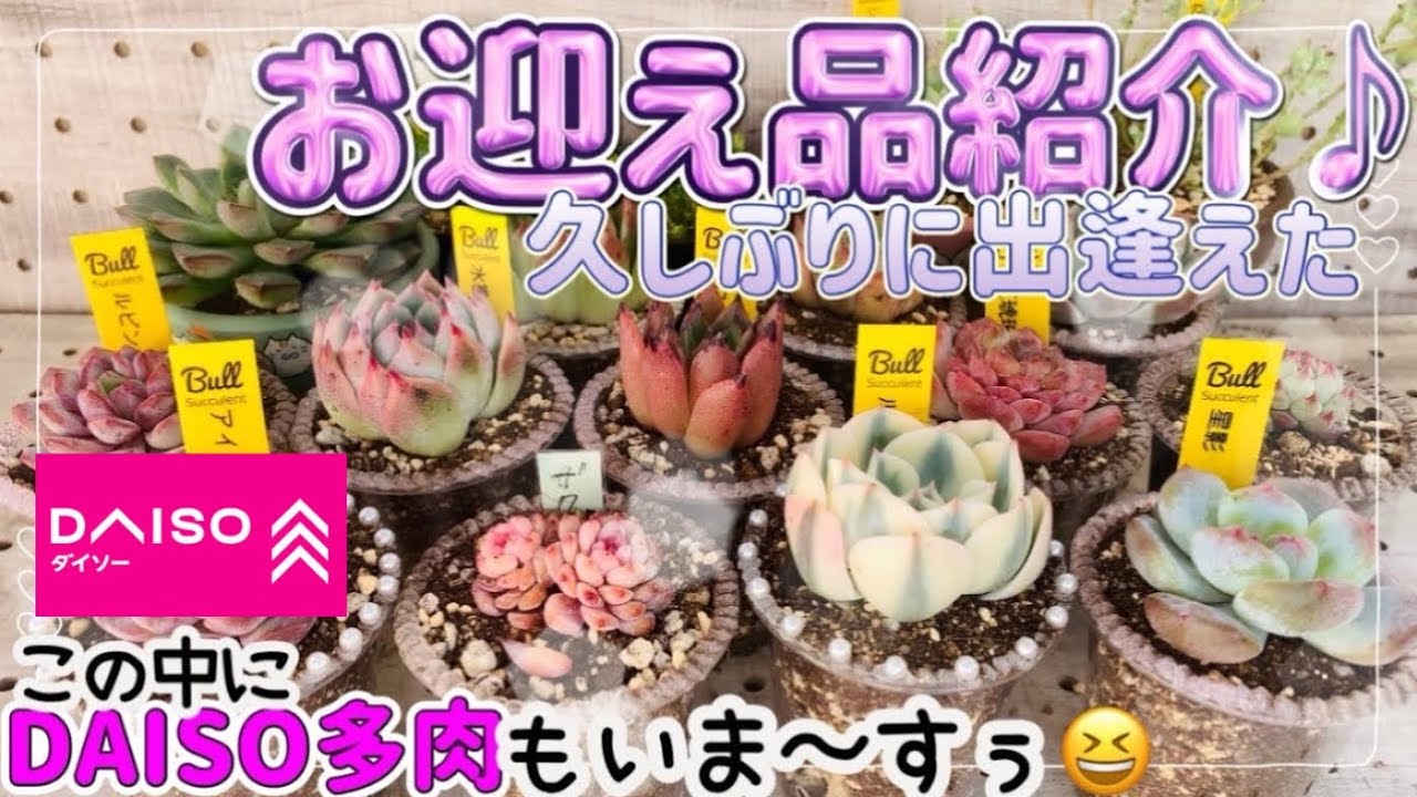 【多肉植物】#144 お迎え品紹介♪久しぶりに新たなDAISO多肉に出逢えたよ〜‼︎