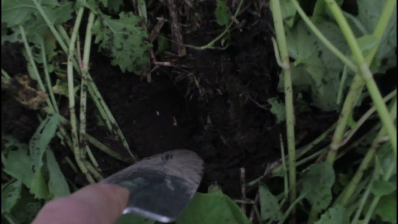 DirektsaatVLOG#1 Gerstenaussaat 2021 - Seeding Green