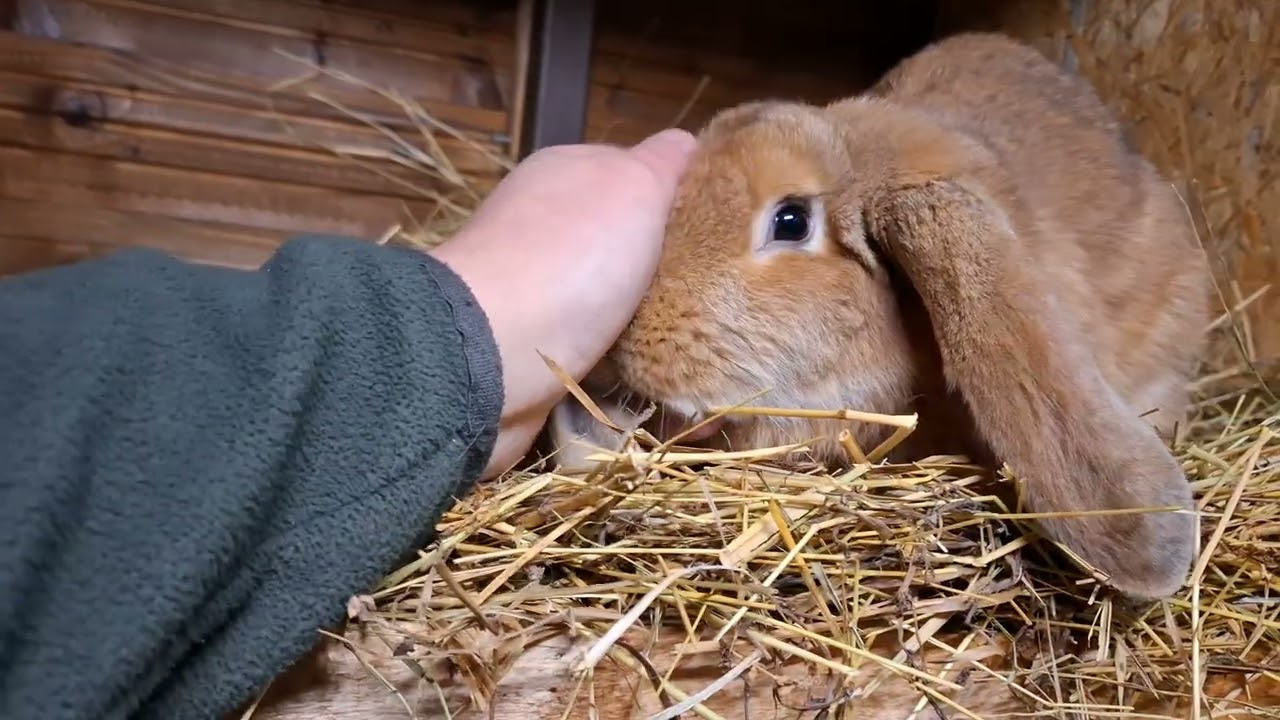 Az Óriás kosorrú nyúl álományom 