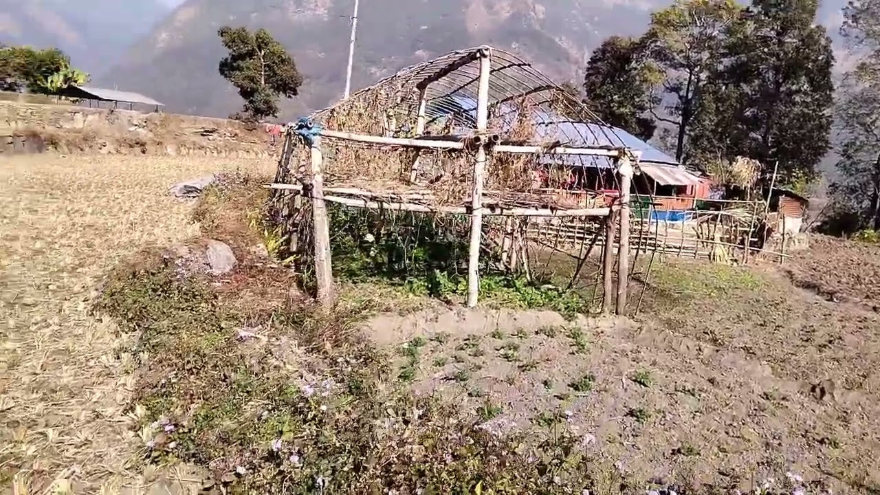 आज दाइहरूको गोरु जोत्ने पारा हेर्नुहोस् be Enjoy 😀😃