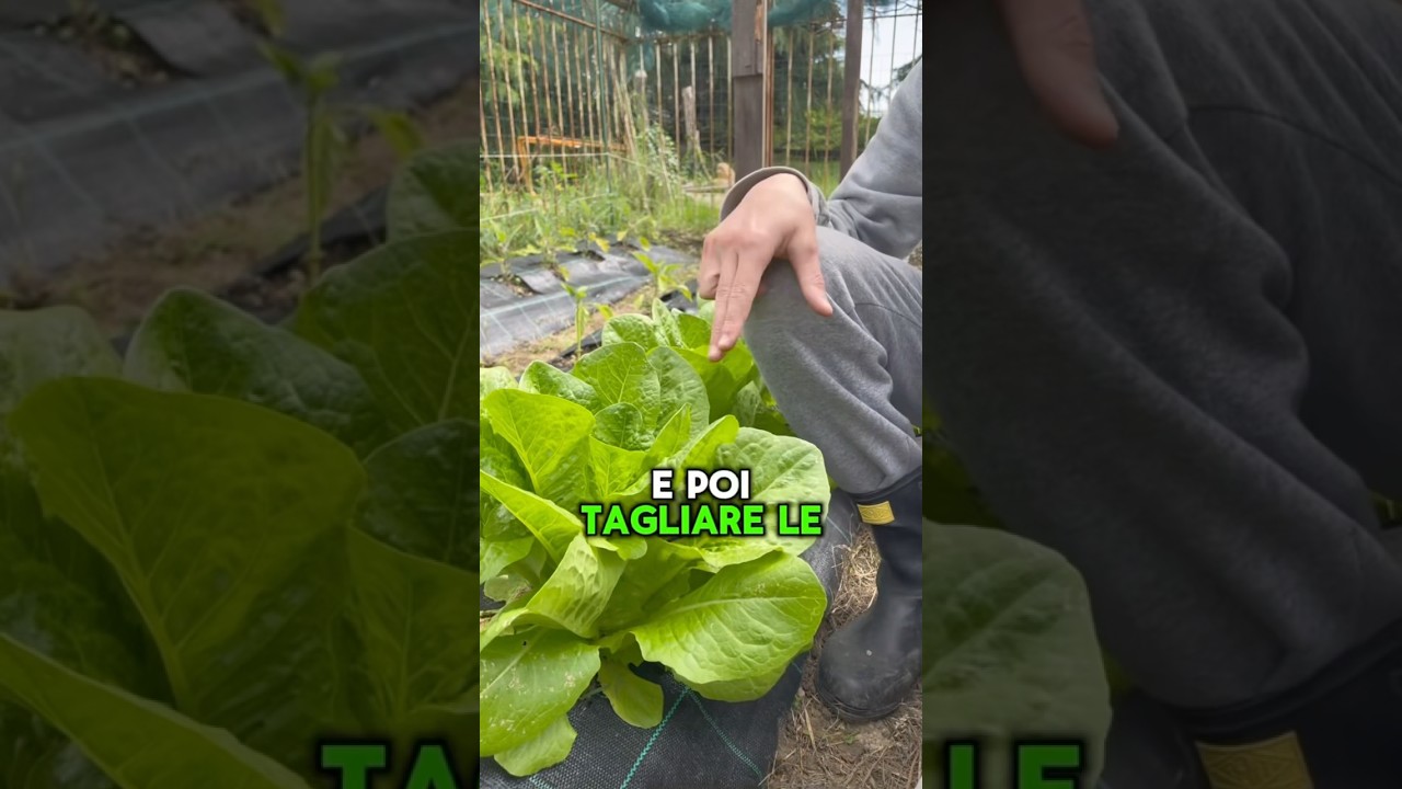 Un trucchetto per lattughe infinite!🥬 #orto #farm #farmer #youtube #short #lattuga #garden #perte