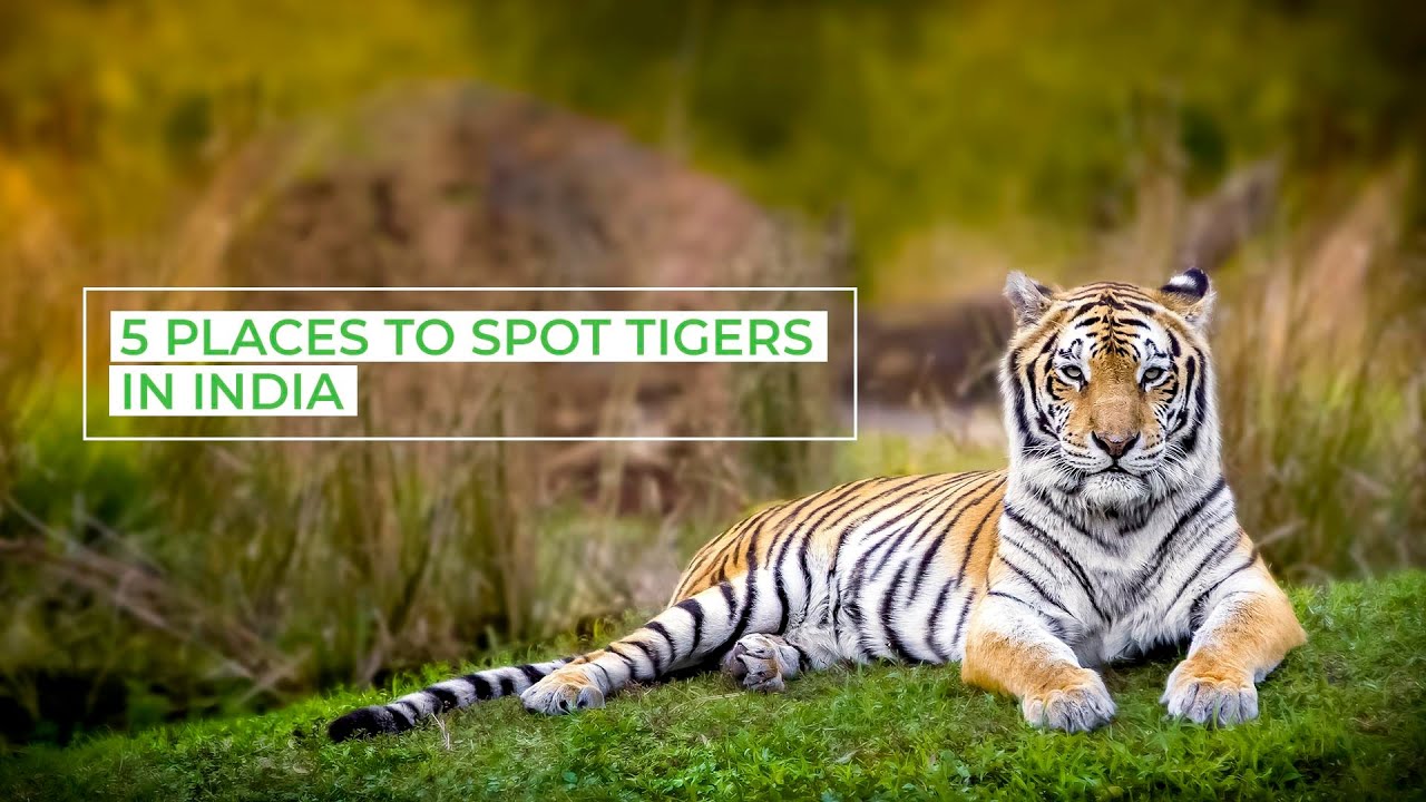 Best Places to Spot Tigers in India | Make Every Spend Count, with InterMiles