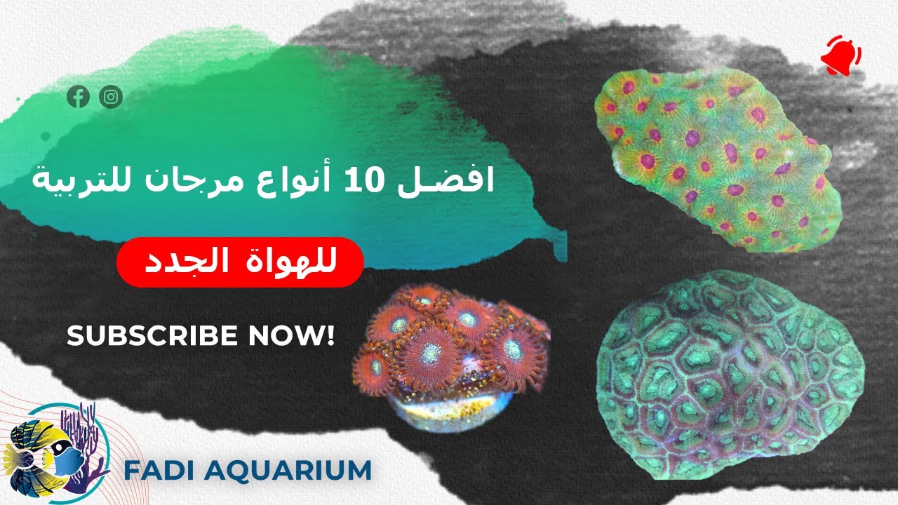 افضل 10 انواع مرجان للهواة الجدد