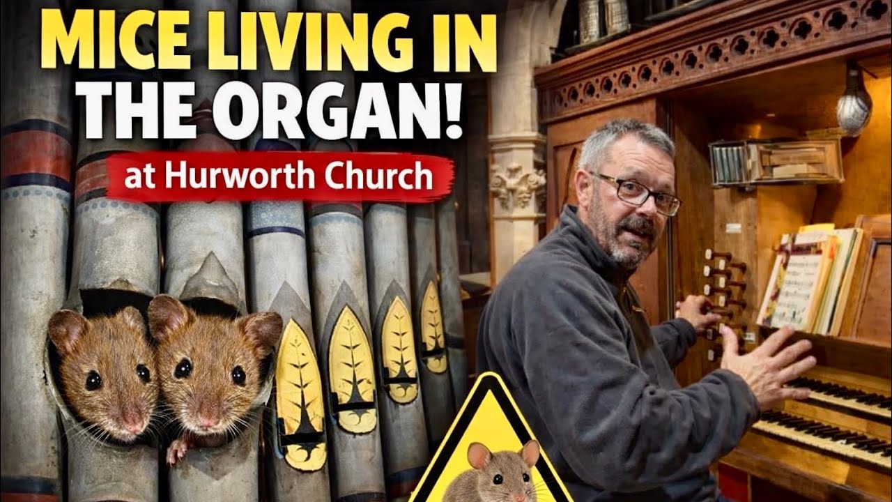 PRICEY To FIX:  Mice In The Organ Chamber!