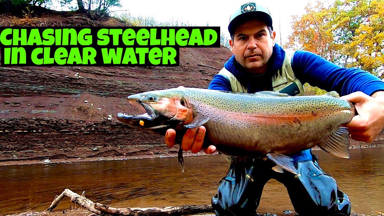 Lake Ontario tributary steelhead