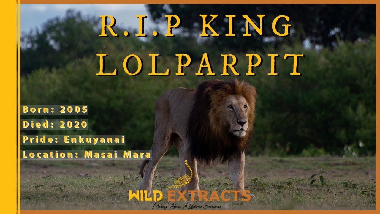Life of a Legend Lion: RIP Lolparpit // Masai Mara // Wild Extracts