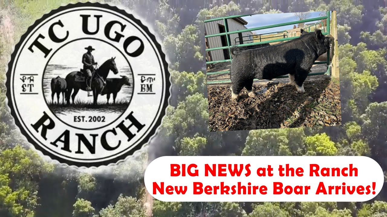 BIG NEWS at the Ranch – New Berkshire Boar Arrives!