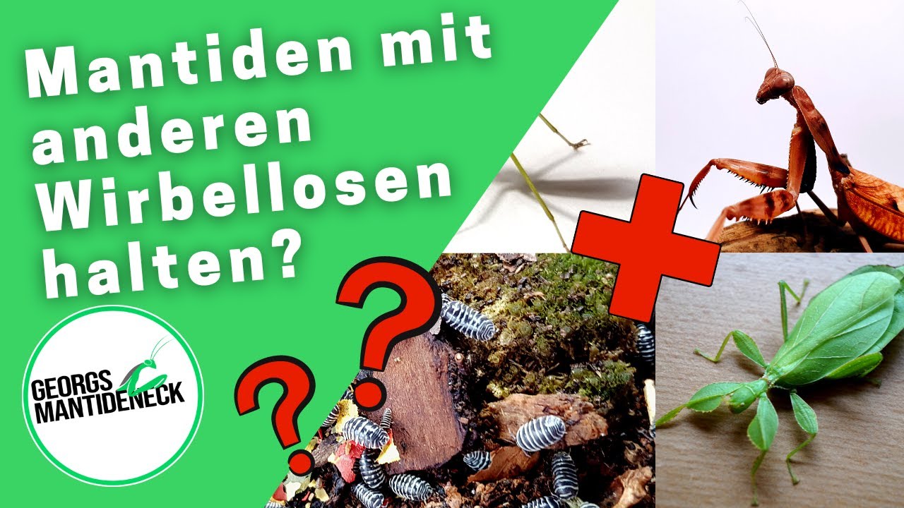 Kann man Mantiden mit anderen Wirbellosen zusammen halten - Ja oder Nein?