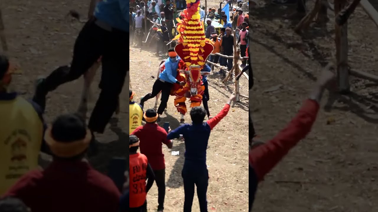 KDM Kanta Bull Catching 💥