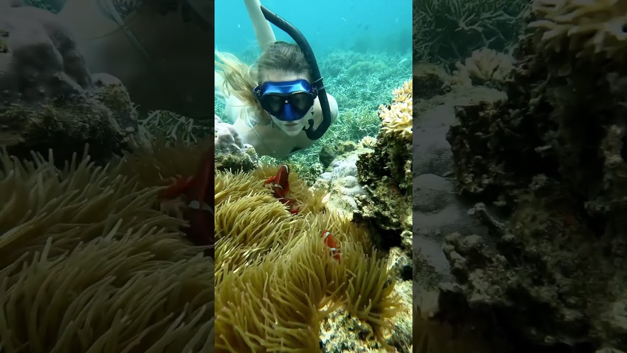 Real Life Finding Nemo🪸 #ocean #findingnemo #nemo #clownfish #dive #fish #anemone