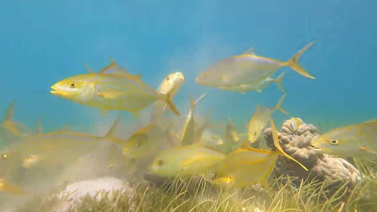 January Diving in St Croix USVI.