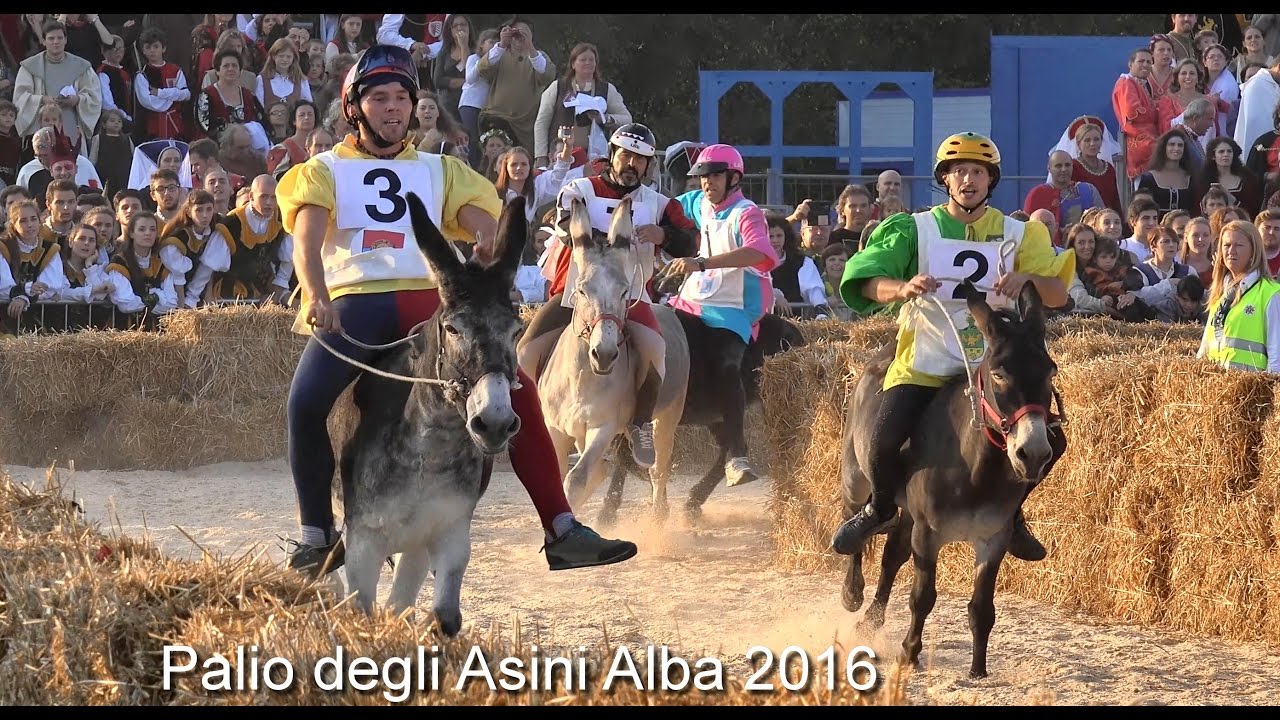 Palio degli Asini Alba 2016, Donkey Palio of Alba, Italy, Final Donkey race.