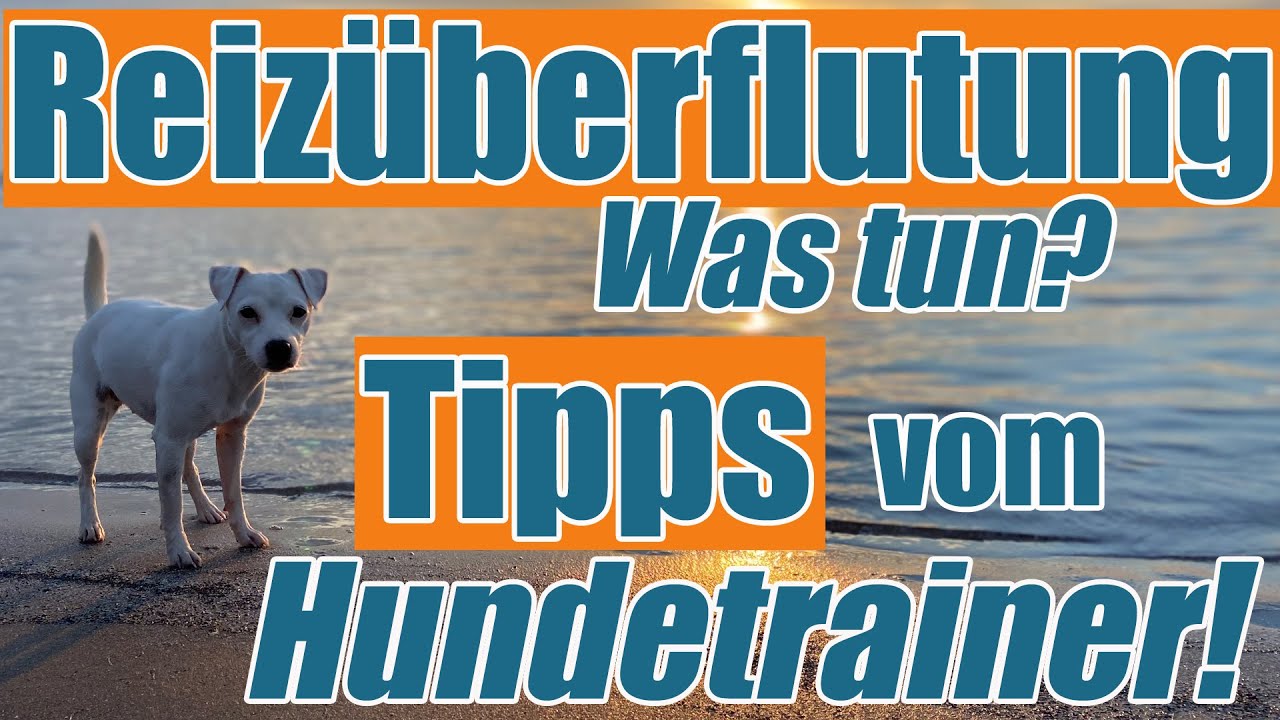 Hund nicht mehr ansprechbar? Reizüberflutung - so solltest du jetzt handeln..