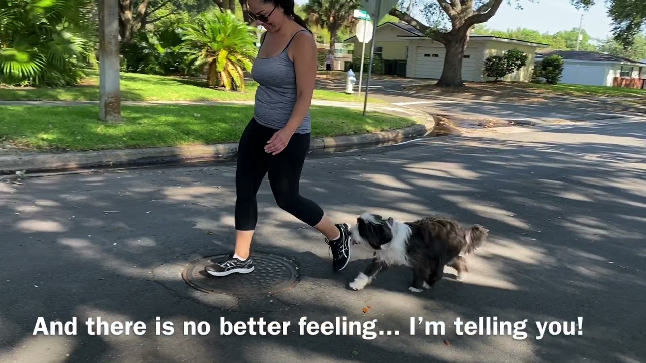 6 Month Tibetan Terrier