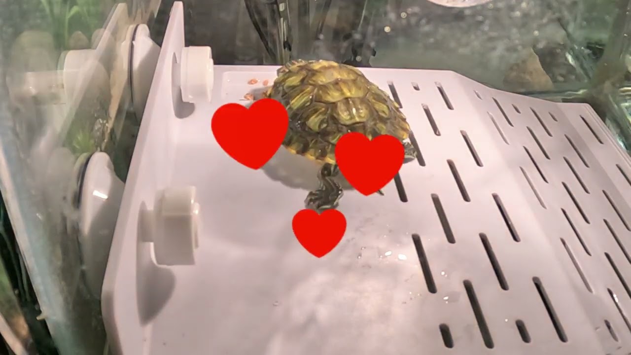 Minnoş’un Yemek Saati 🐢❤️ (Su Kaplumbağası)“Su kaplumbağası yemek yerken böyle tatlı olur mu 😄