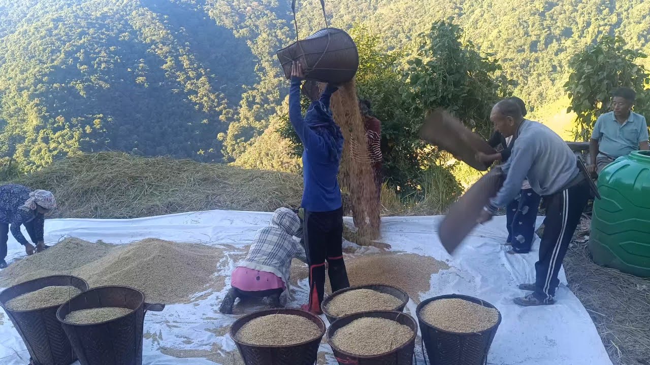 Деревенская жизнь: работа и еда, сбор риса🌾