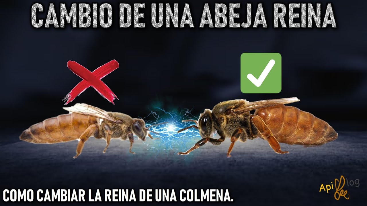 Como CAMBIAR LA REINA de una colmena, CAMBIO DE REINA, reina fecundada, Apicultura para principiante