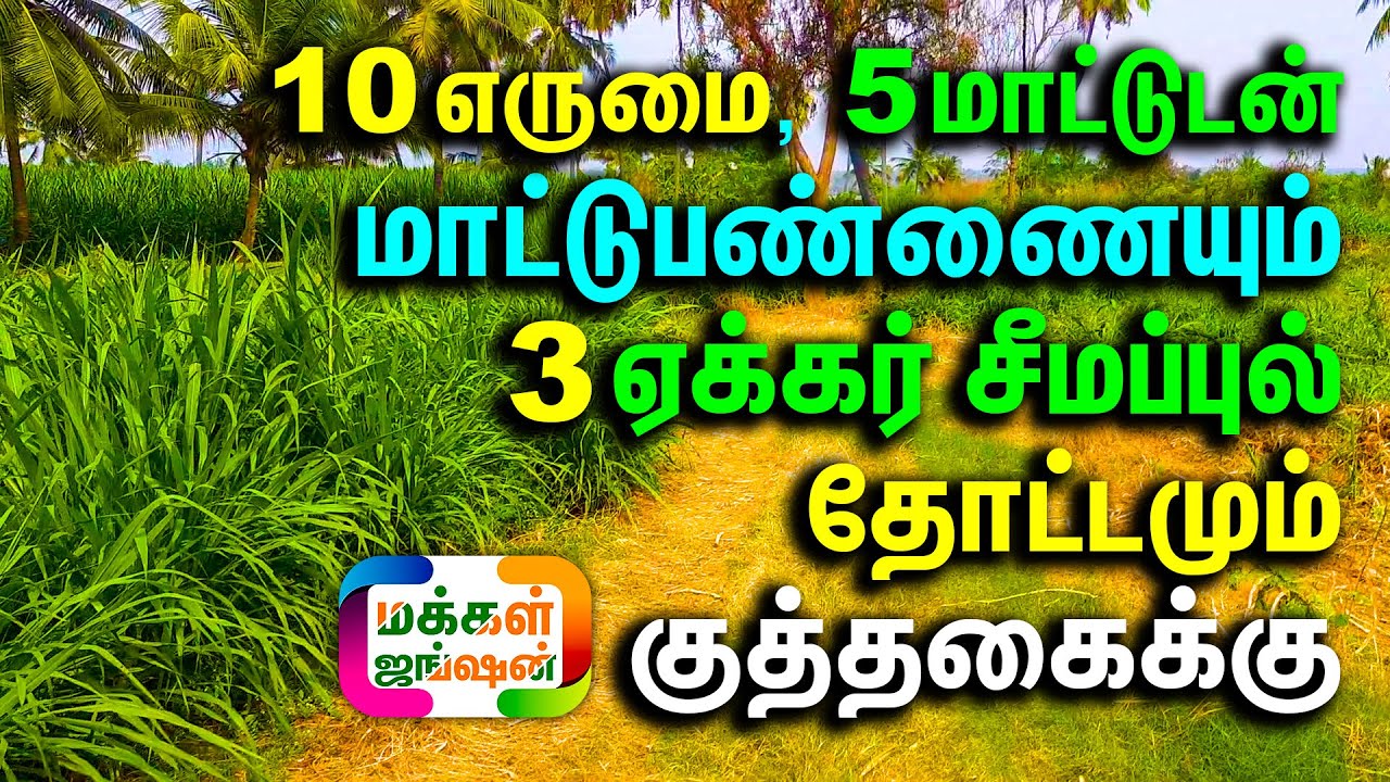 10 எருமை, 5 மாட்டுடன் மாட்டுபண்ணையும் 3 ஏக்கர் சீமப்புல் தோட்டமும் குத்தகைக்கு, ஈரோடு சோலார் அருகில்