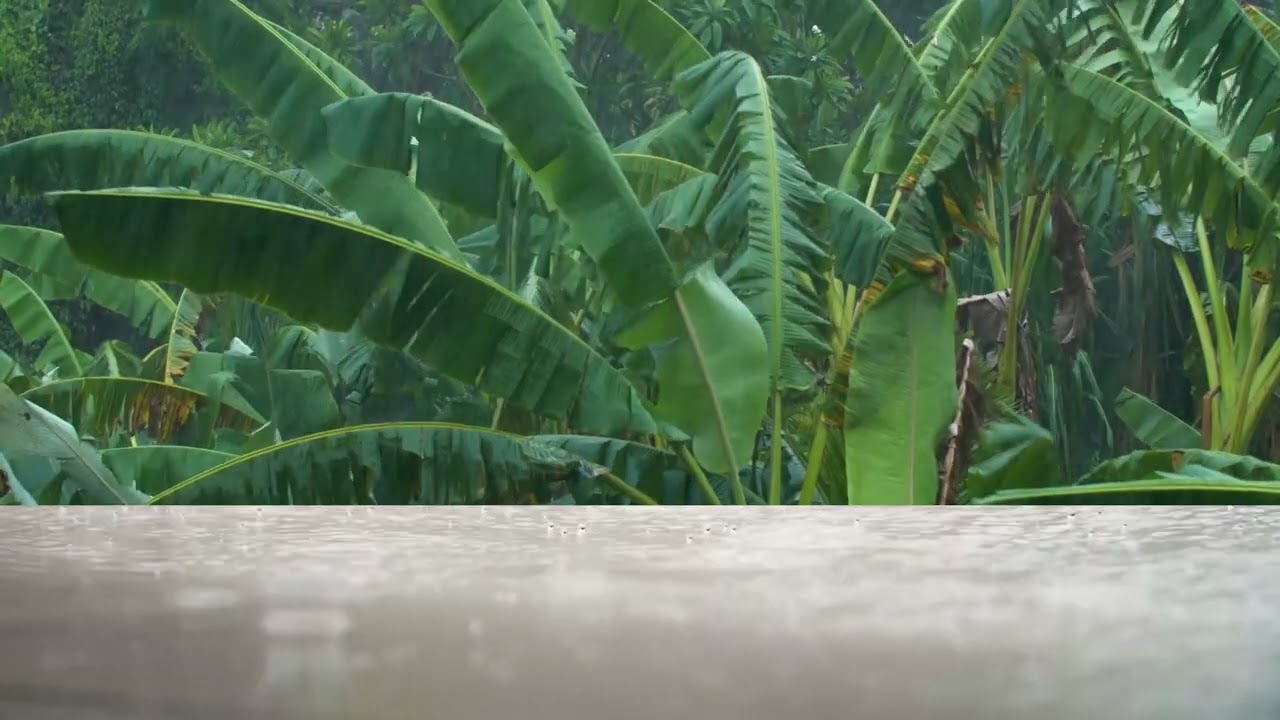 صوت المطر والرعد بدون حقوق طبع ونشر rain sound
