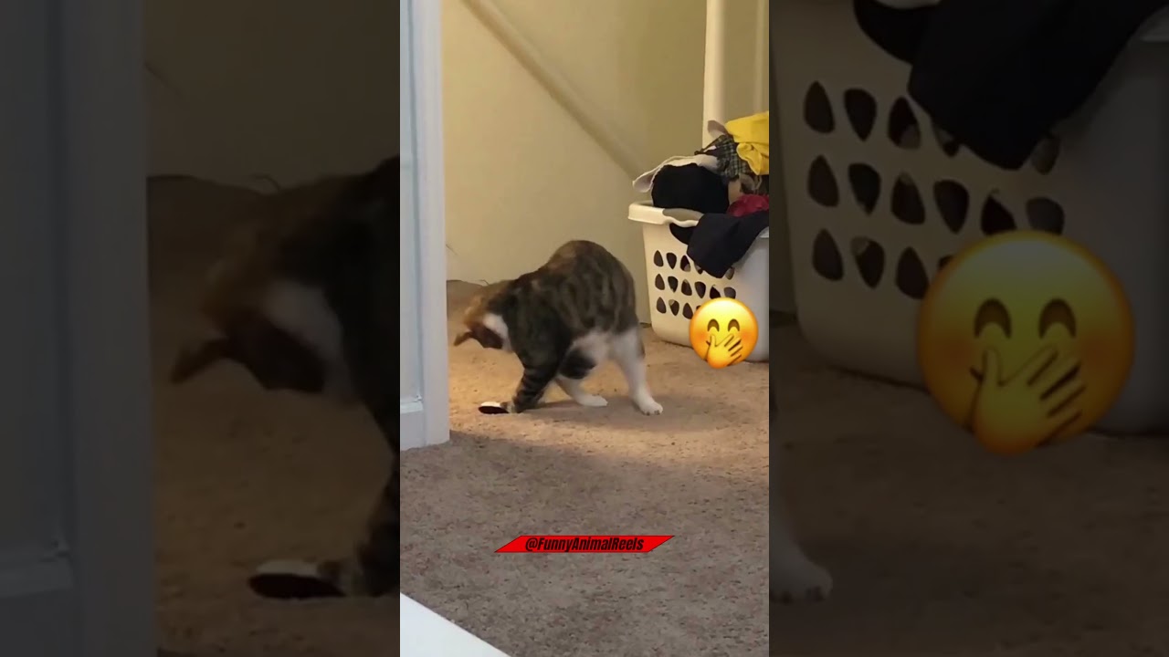#12 Cute & Funny 😆🥺 Animal Content of 2023 #shorts #catsanddogs
