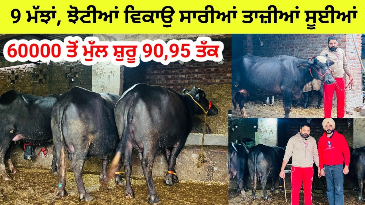 9 ਮੱਝਾਂ, ਝੋਟੀਆਂ ਵਿਕਾਉ ਸਾਰੀਆਂ ਤਾਜ਼ੀਆਂ ਸੂਈਆਂ । 60000 ਤੋਂ ਮੁੱਲ ਸ਼ੁਰੂ। ਪਿੰਡ ਚੋਟੀਆਂ।ਤਹਿ ਧਰਮਕੋਟ। ਮੋਗਾ