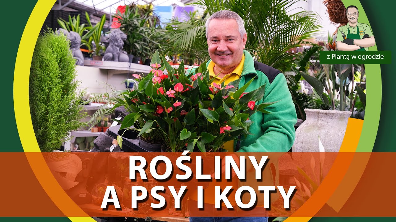 Rośliny szkodliwe i przyjazne psom i kotom - Z PLANTĄ W OGRODZIE
