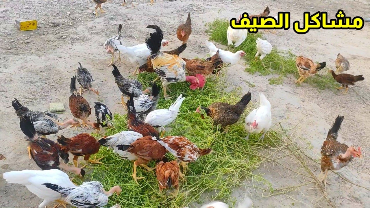 يوميات الدجاج 🐔 امراض ومشاكل الصيف 😔