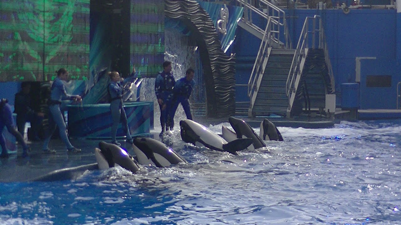 One Ocean w/Tilikum (Full Show/Full HD) Jan 18 2015 2:30pm - SeaWorld Orlando