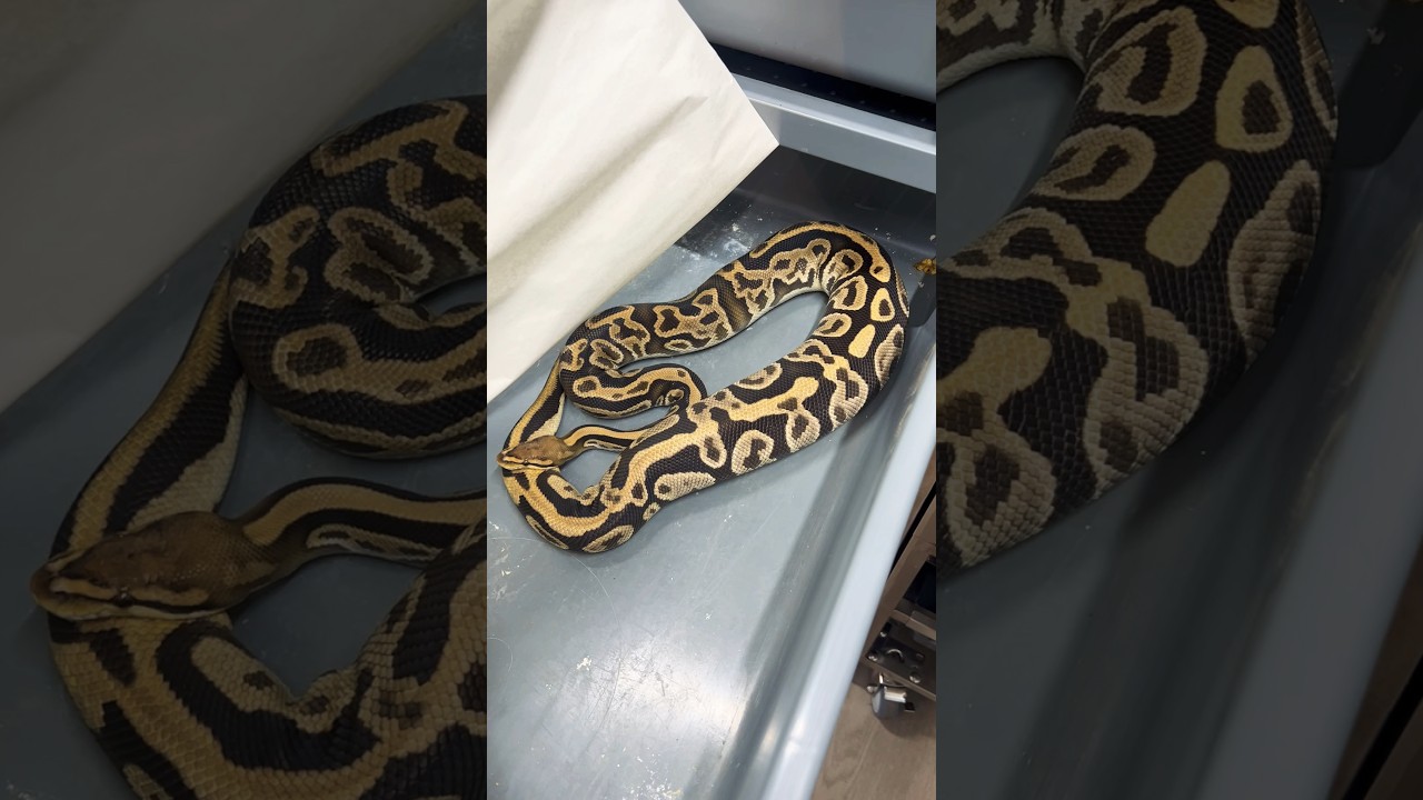 Yes! Finally my Cypress Leo Het Pied female ball python ovulated. 😍