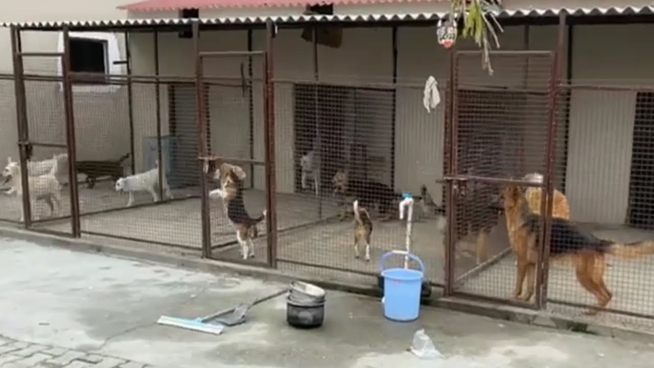 Dog farm video (pups for sale M-7009684310 )
