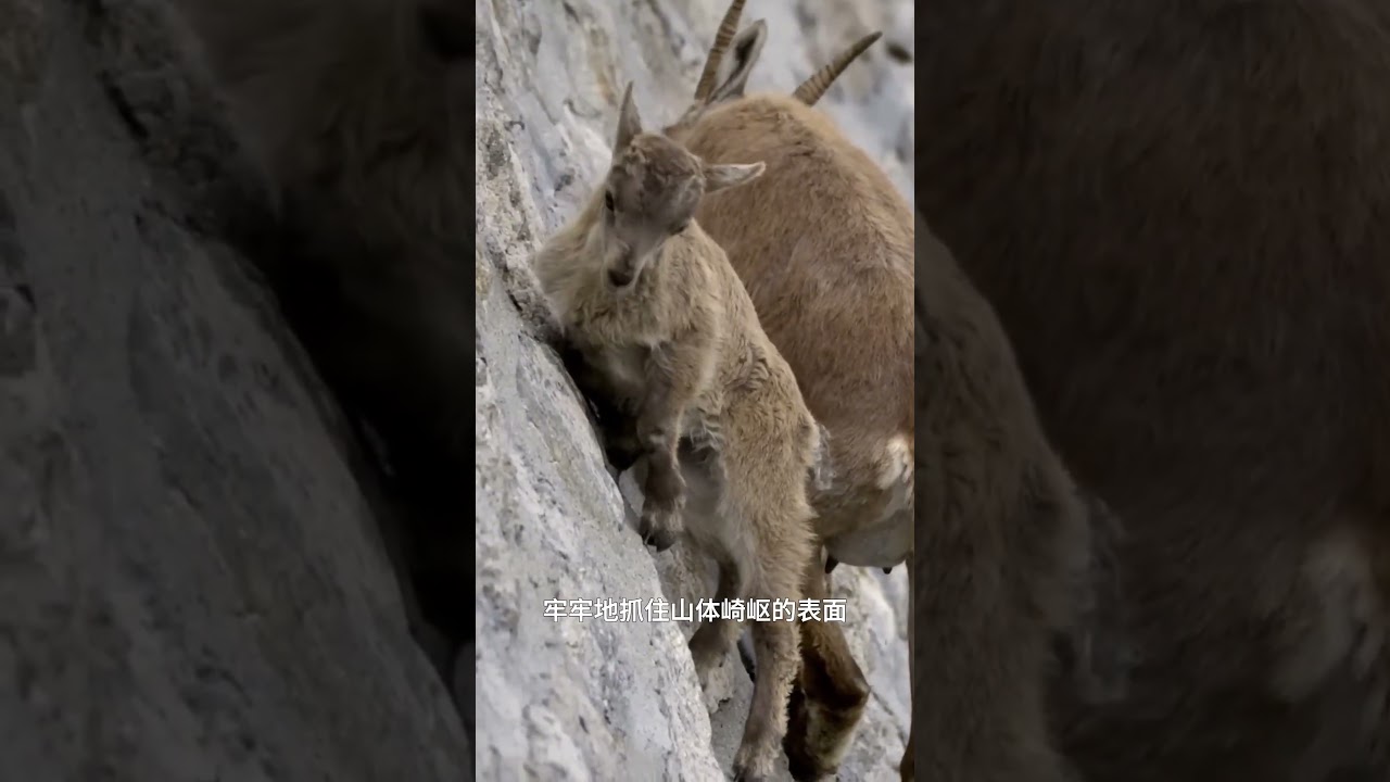 山羊的攀巖絕技是如何練就的？ #神奇動物在抖音 #山羊 #動物 #科普一下
