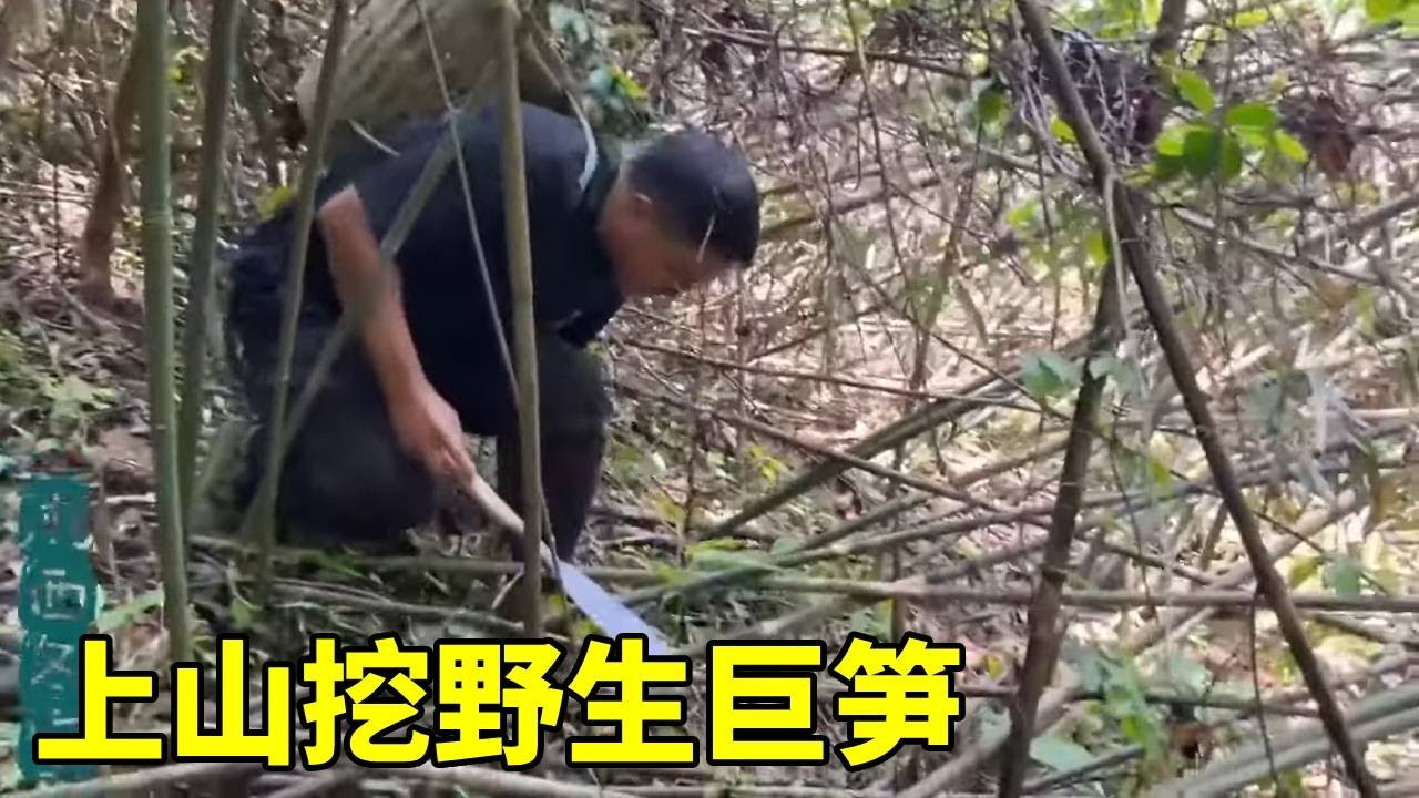 竹笋拔到爽！湘西山区开始长山竹笋了，冬宝搞一把巨无霸，回家炖排骨，真美味！#湘西冬宝