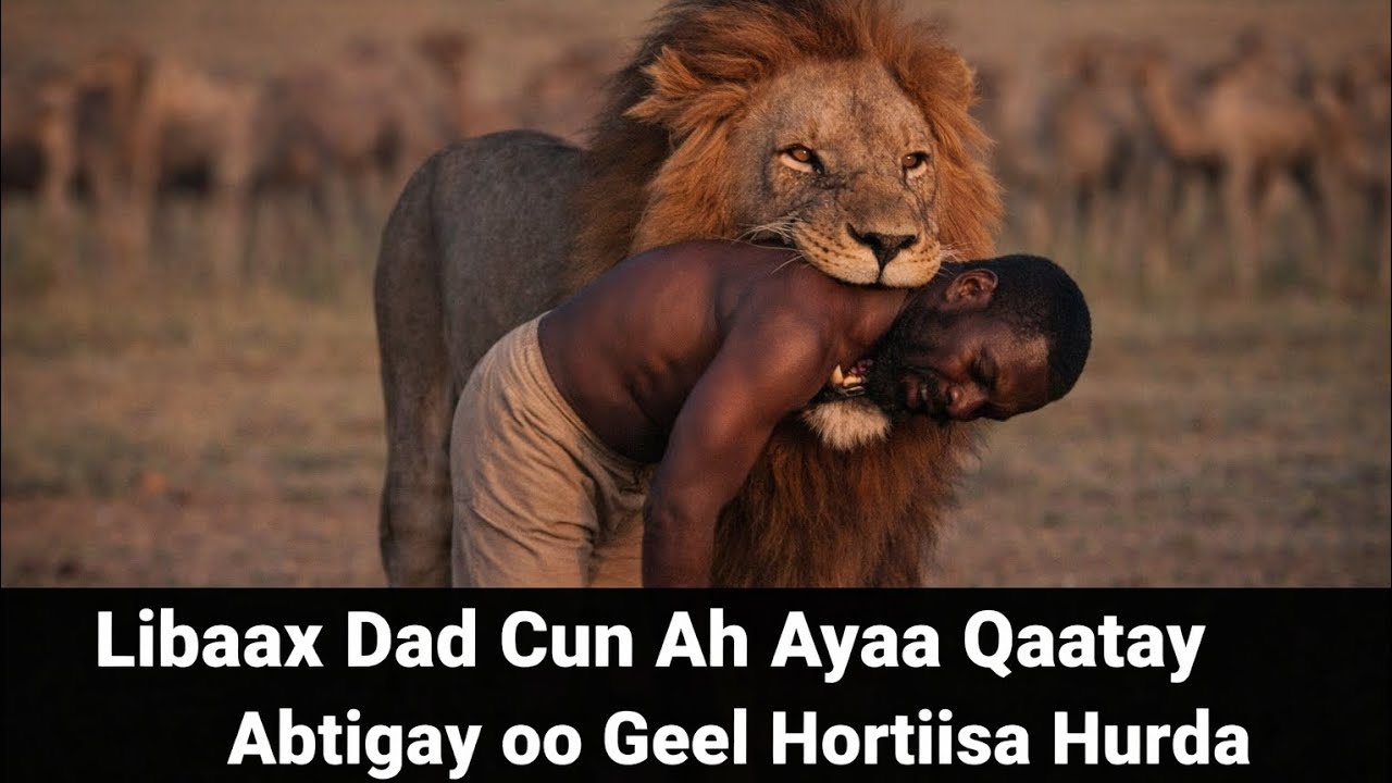 Libaax Dad Cun Ah Ayaa Qaatay Abtigay oo Geel Hortiisa Hurda                    