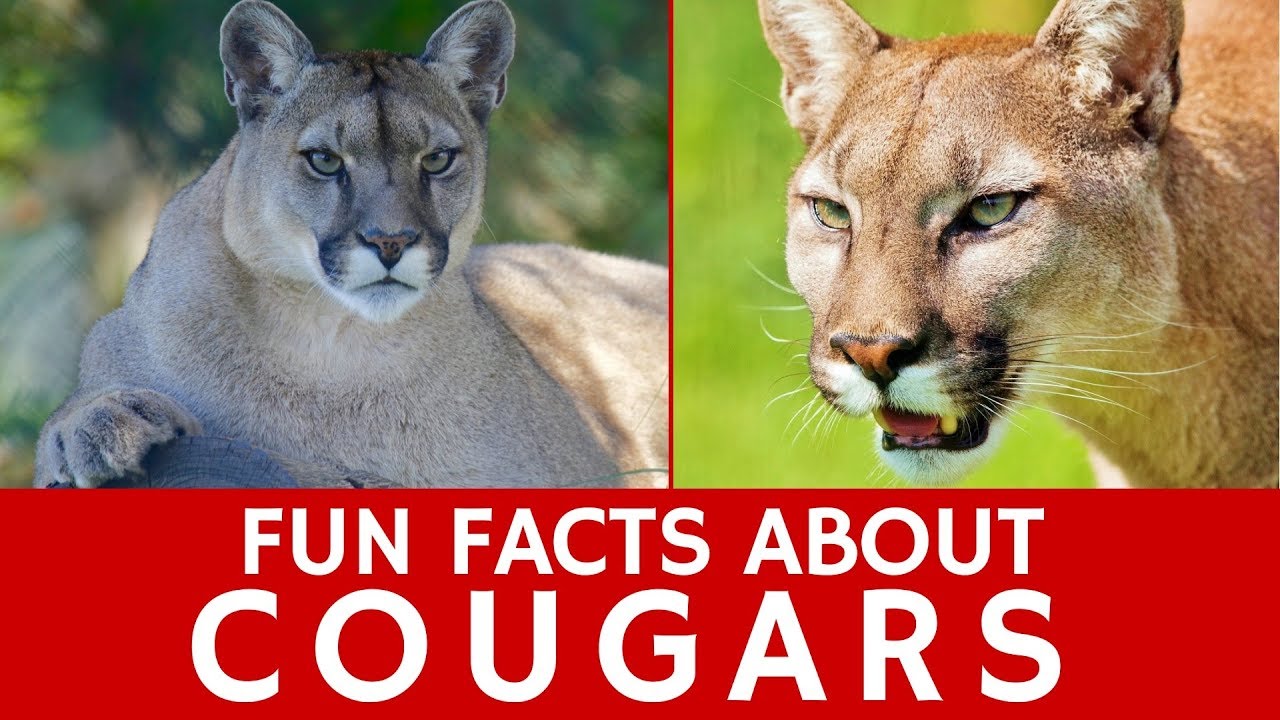 Всё о пумах (Puma Concolor) для учащихся и интересные факты о диких кошках