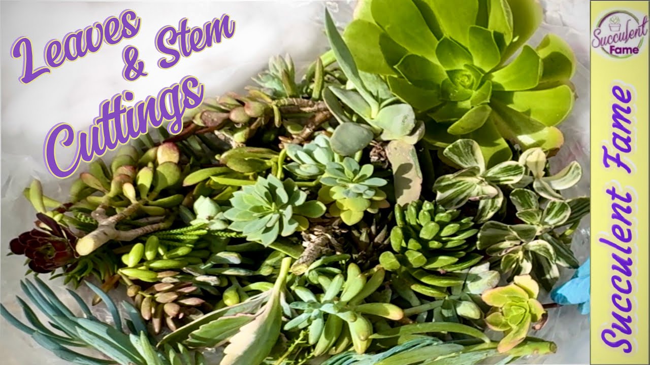 Succulent Cuttings & Leaf Propagation (New Beginning)