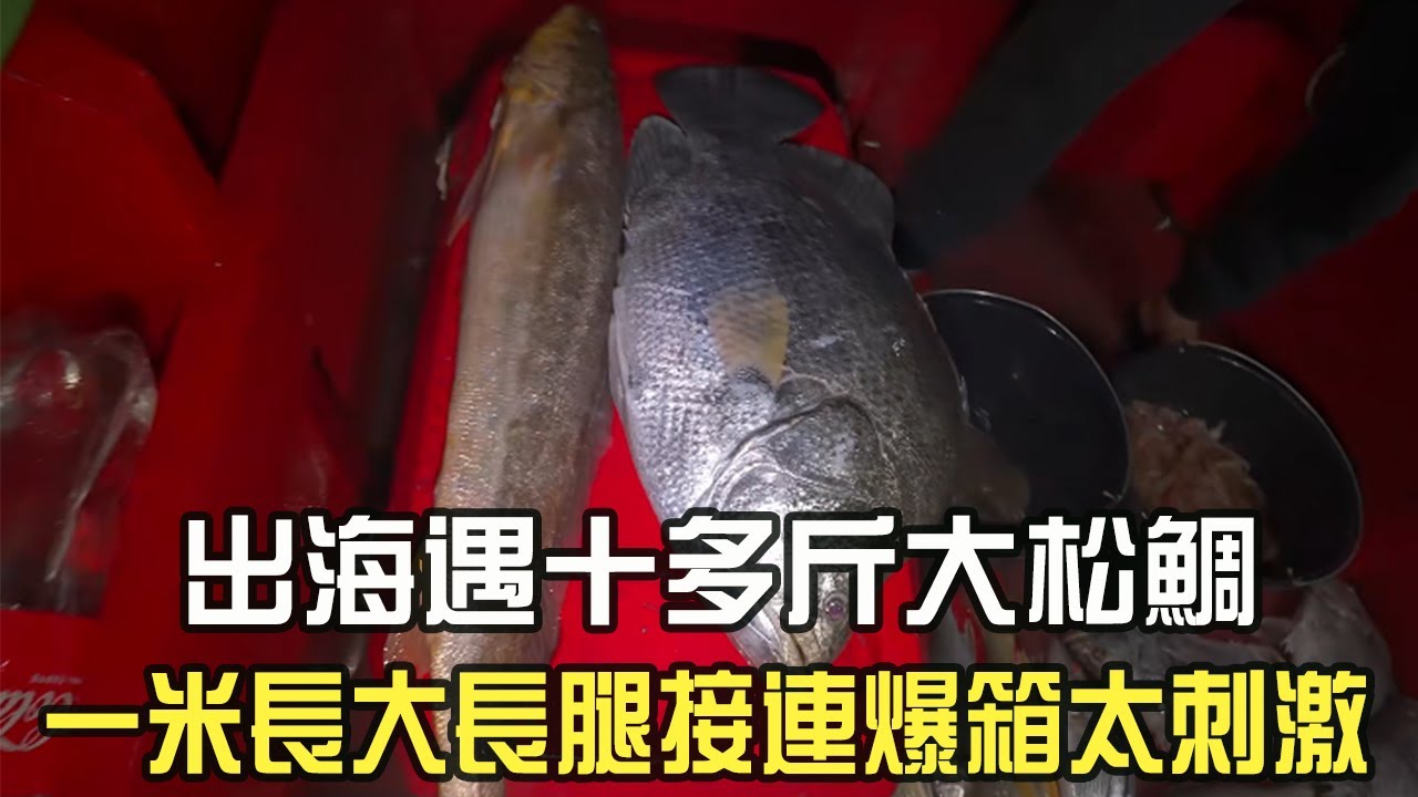 出海遇十多斤大松鲷，壹米長大長腿接連爆箱，太刺激了#阿牛愛捕魚 #趕海 #蘇裏南 #熱門
