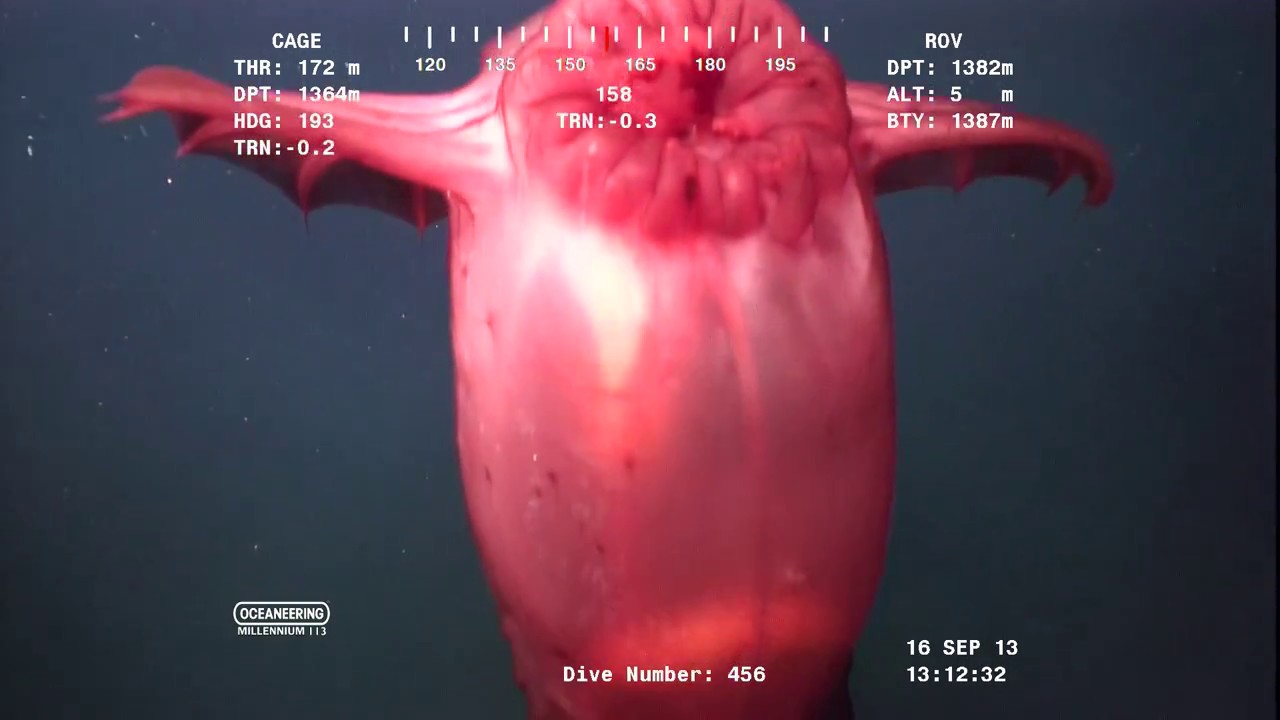 Enypniastes - swimming sea cucumber