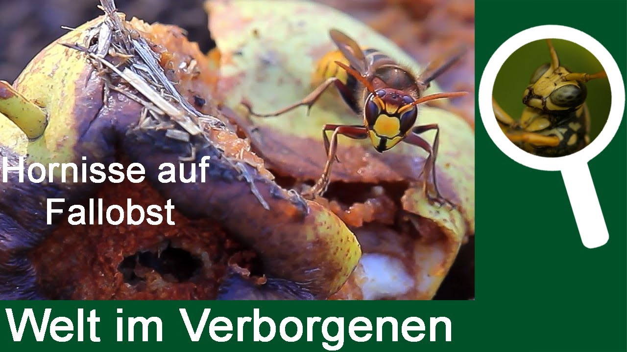 Hornisse auf Fallobst (Hornet  feed on fallen fruit)