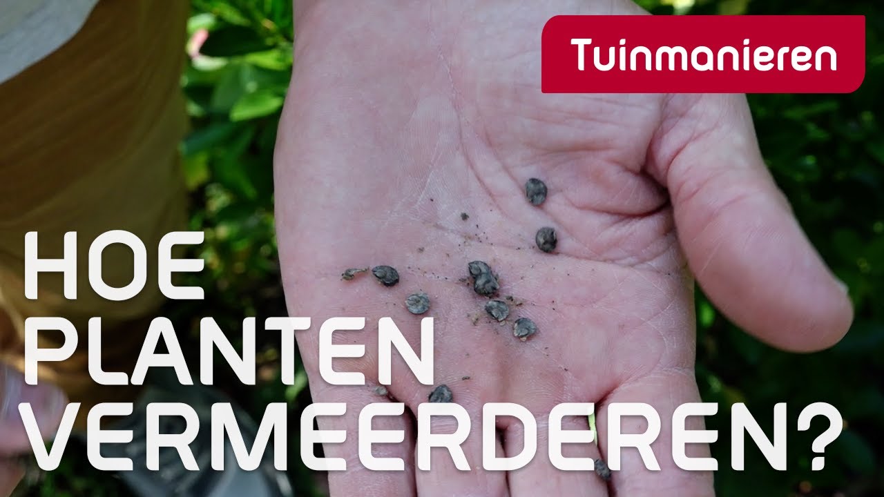 Gratis planten. Vermeerderen en zaaien in de herfst | Tuinmanieren