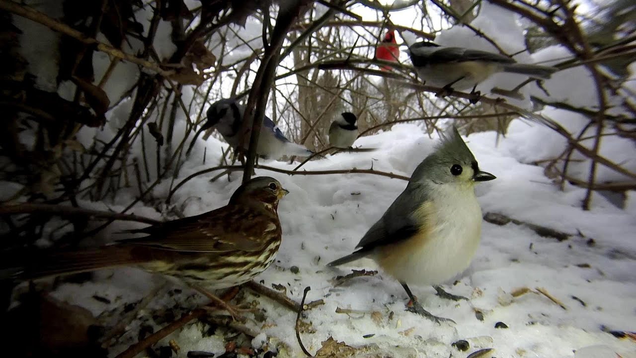 Birds (44 minutes) february 15, 2016