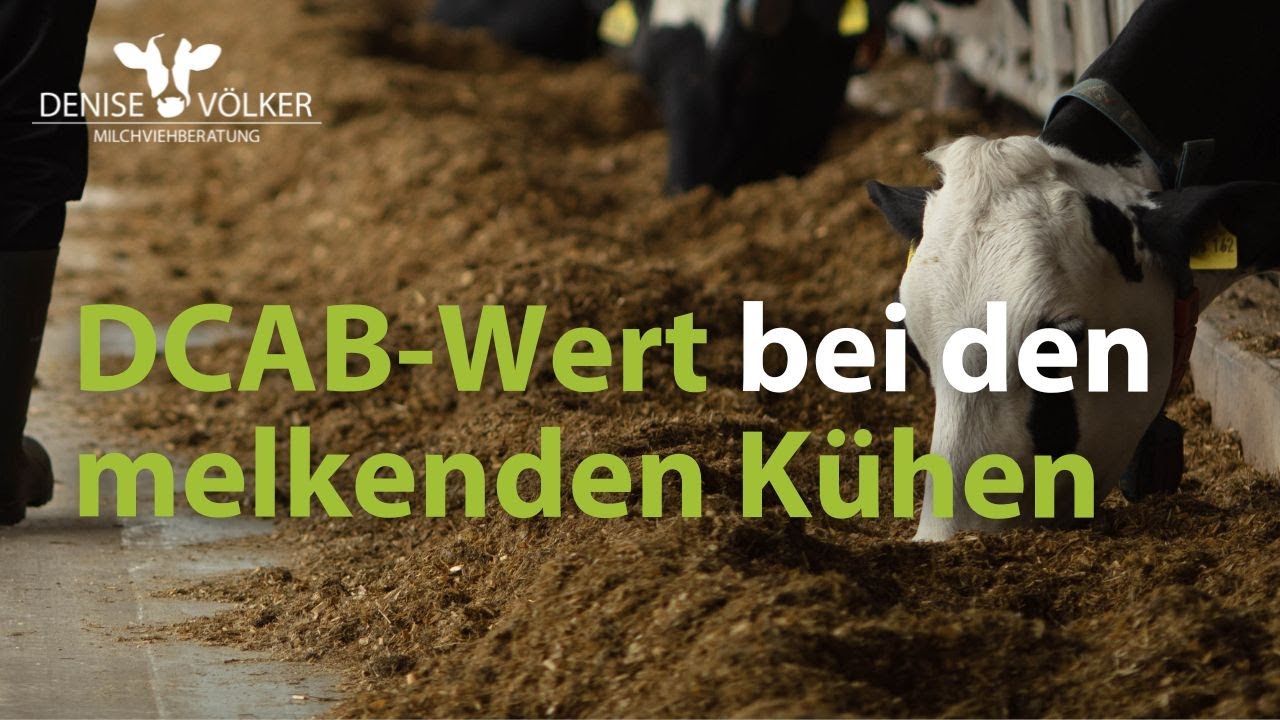DCAB-Wert bei den melkenden Kühen