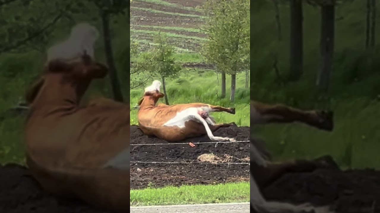 Cow in labor barrel rolls!